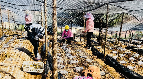 華寧：聯(lián)農(nóng)帶農(nóng)促增收 鄉(xiāng)村振興正當時1.jpg