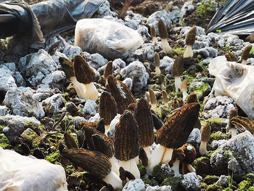 華寧：聯(lián)農(nóng)帶農(nóng)促增收 鄉(xiāng)村振興正當時2.jpg