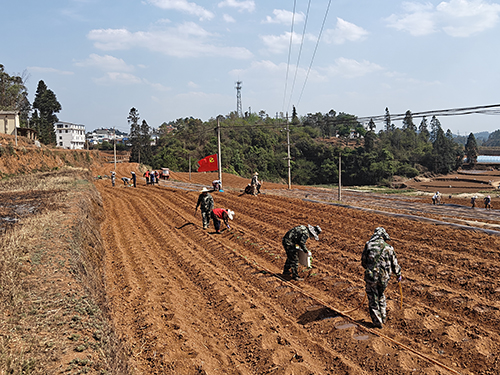 塔甸鎮抓實烤煙生產工作.jpg 塔甸鎮抓實烤煙生產工作.jpg