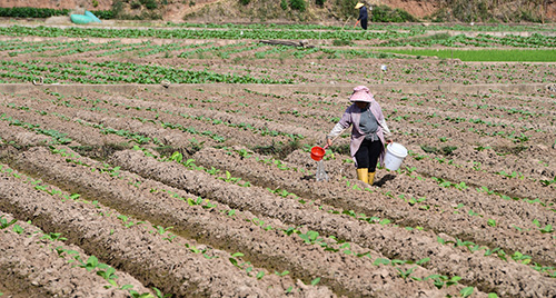 加強(qiáng)田間管理精心呵護(hù)煙苗.jpg 加強(qiáng)田間管理精心呵護(hù)煙苗.jpg