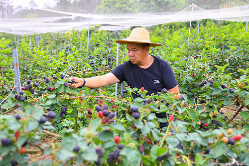 江川新農人種出“莓”好生活.jpg 江川新農人種出“莓”好生活.jpg