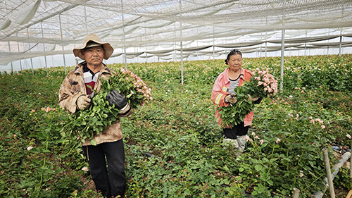 趙桅鮮切花備戰“520”.jpg 趙桅鮮切花備戰“520”.jpg