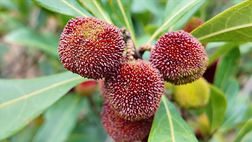 賈井老品種楊梅紅了.jpg 賈井老品種楊梅紅了.jpg