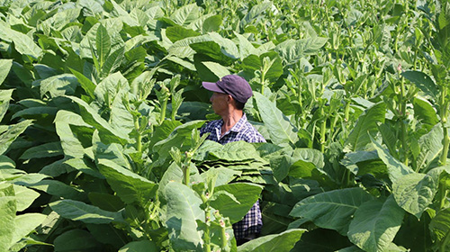 新平縣雪茄煙迎來豐收季.jpg