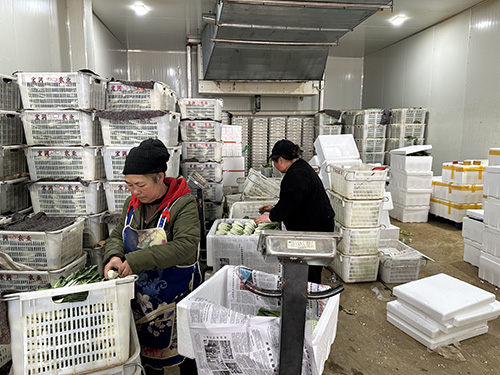 發展現代高效農業農戶集體雙增收1.jpg 發展現代高效農業農戶集體雙增收1.jpg