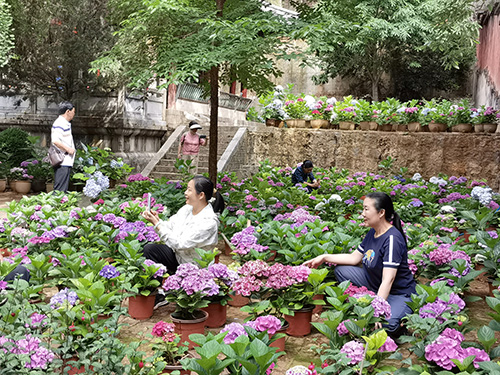 秀山公園繡球花開醉游人.jpg 秀山公園繡球花開醉游人.jpg