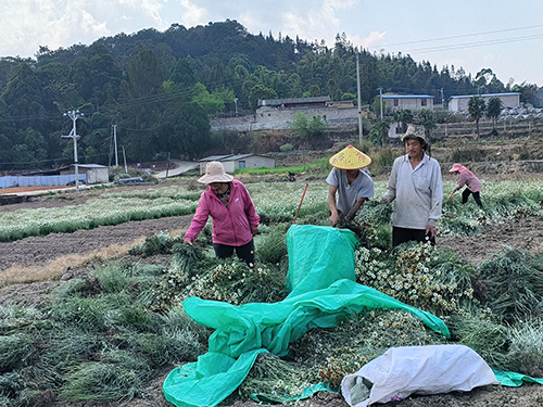 因遠(yuǎn)鎮(zhèn)除蟲菊開出“致富花”.jpg 因遠(yuǎn)鎮(zhèn)除蟲菊開出“致富花”.jpg