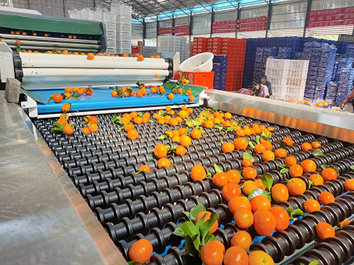 華寧柑橘出口“圈粉”.jpg 華寧柑橘出口“圈粉”.jpg