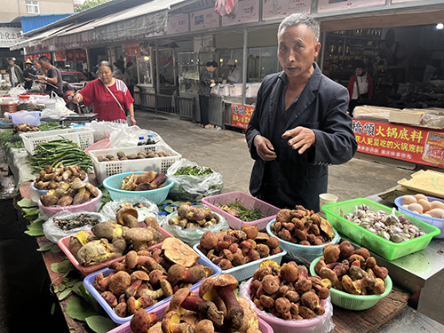 玉溪本地野生菌“冒頭”上市.jpg