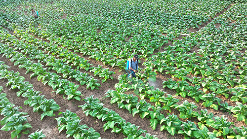 烤煙長勢好 田間管護忙.jpg