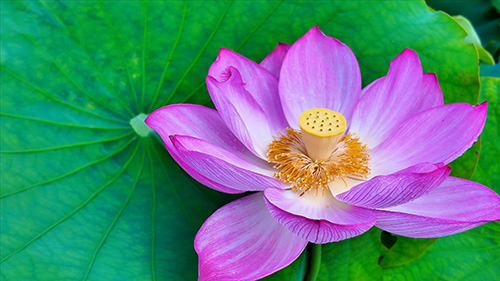 桂井荷花盛夏別樣紅.jpg 桂井荷花盛夏別樣紅.jpg