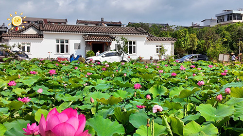 桂井荷花盛夏別樣紅1.jpg 桂井荷花盛夏別樣紅1.jpg