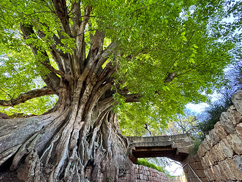 路居古榕,演繹人湖樹共生共榮千年神話1.jpg 路居古榕,演繹人湖樹共生共榮千年神話1.jpg