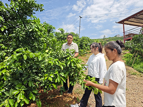 新平縣探索“125”聯(lián)農(nóng)帶農(nóng)模式提升柑橘生產(chǎn)質(zhì)效.jpg