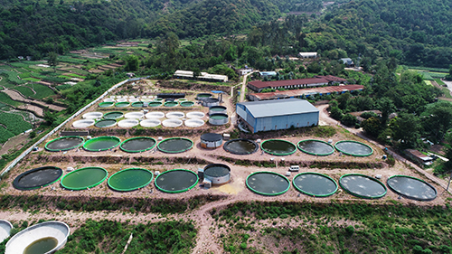 高大鄉“智慧養魚”掀起致富“浪花”.jpg