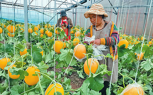 興蒙甜瓜又迎豐收季.jpg 興蒙甜瓜又迎豐收季.jpg