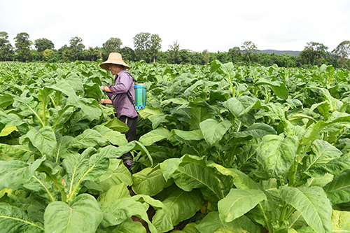 烤煙中耕管理忙.jpg 烤煙中耕管理忙.jpg