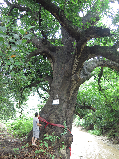 這棵芒果上千歲傣家青年樹(shù)下會(huì)1.jpg
