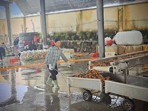 高大鄉發展生姜產業助力鄉村振興.jpg 高大鄉發展生姜產業助力鄉村振興.jpg