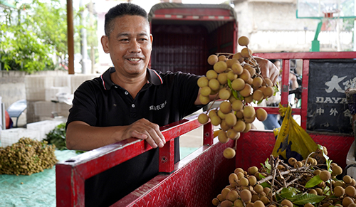 元江龍眼搶“鮮”上市.jpg