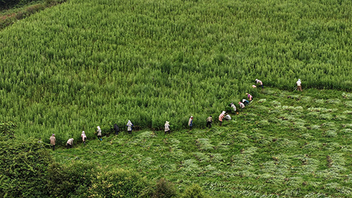 建興鄉打造艾草種植示范基地.jpg 建興鄉打造艾草種植示范基地.jpg