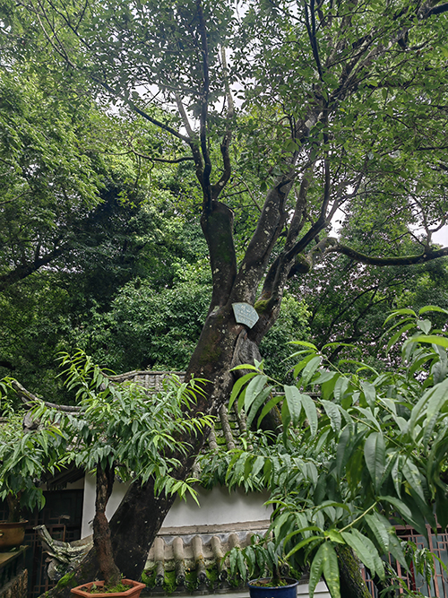 四百歲的徒留傳奇 五百歲的生機勃勃.jpg