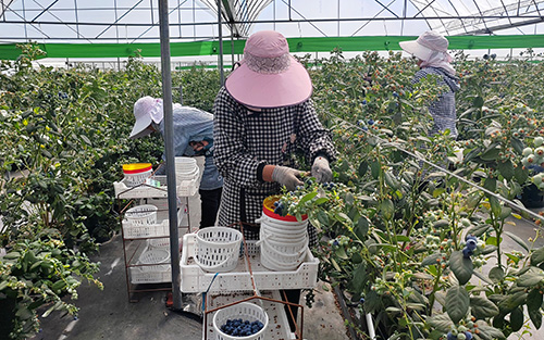 綠色理念引領 藍莓產業賦能.jpg