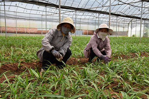 華寧“家門口的務工車間”托起群眾就業夢.jpg 華寧“家門口的務工車間”托起群眾就業夢.jpg