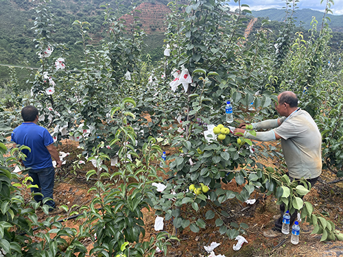 梨園豐收季 果香飄滿園.jpg 梨園豐收季 果香飄滿園.jpg
