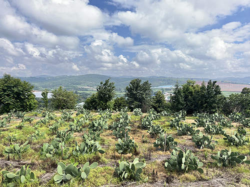 仙人掌結出致富“金果果”.jpg 仙人掌結出致富“金果果”.jpg
