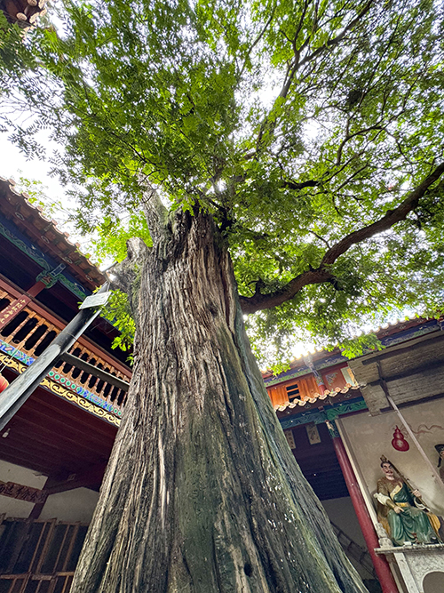 柏影暗藏古城時光密碼.jpg 柏影暗藏古城時光密碼.jpg