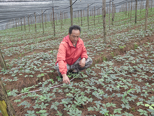 咪哩鄉大力發展中藥材產業.jpg 咪哩鄉大力發展中藥材產業.jpg