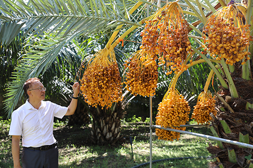 中阿椰棗合作在元江結(jié)碩果.jpg 中阿椰棗合作在元江結(jié)碩果.jpg