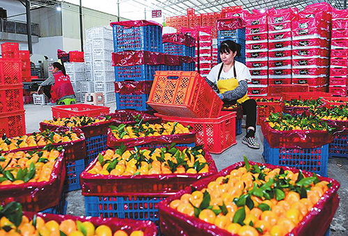 一顆小柑橘 成就大產業.jpg