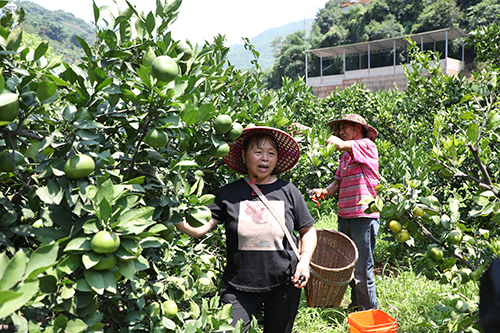 種好柑橘致富樹(shù)守 牢防返貧底線.jpg 種好柑橘致富樹(shù)守 牢防返貧底線.jpg
