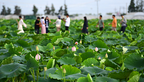 杞麓湖畔荷花開生態農旅添活力.jpg 杞麓湖畔荷花開生態農旅添活力.jpg