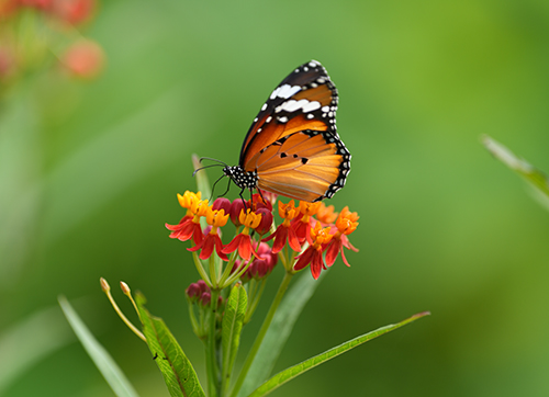 “群蝶共舞”奇觀再現 共赴一場浪漫約會1.jpg “群蝶共舞”奇觀再現 共赴一場浪漫約會1.jpg