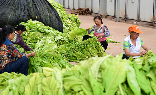 電烤房助力“黃金葉”變真金白銀.jpg 電烤房助力“黃金葉”變真金白銀.jpg