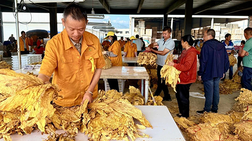 開磅收煙!易門縣煙葉收購工作全面啟動2.jpg 開磅收煙!易門縣煙葉收購工作全面啟動2.jpg