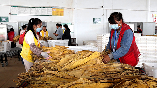 煙葉收購工作拉開序幕.jpg 煙葉收購工作拉開序幕.jpg