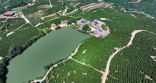 褚橙莊園繪就農旅融合新圖景.jpg 褚橙莊園繪就農旅融合新圖景.jpg