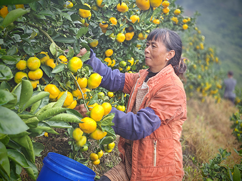落鳳村柑橘喜迎豐收.jpg 落鳳村柑橘喜迎豐收.jpg