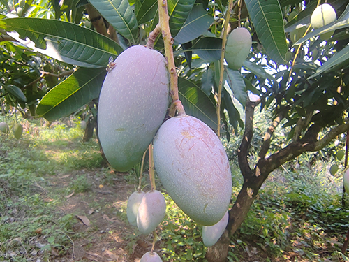 綠色筑基 “元江芒果”金字招牌越擦越亮1.jpg 綠色筑基 “元江芒果”金字招牌越擦越亮1.jpg