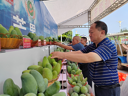 綠色筑基 “元江芒果”金字招牌越擦越亮2.jpg 綠色筑基 “元江芒果”金字招牌越擦越亮2.jpg