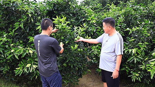 橙香四溢 豐收在望.jpg 橙香四溢 豐收在望.jpg