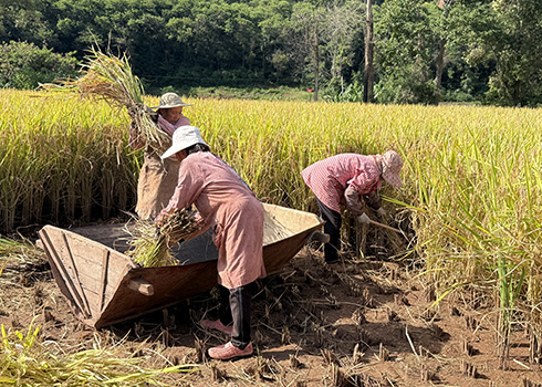 易門：田間好“豐”景 水稻收割忙