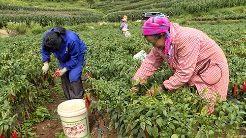 火紅辣椒“豐”景好 映紅村民致富路.jpg 火紅辣椒“豐”景好 映紅村民致富路.jpg