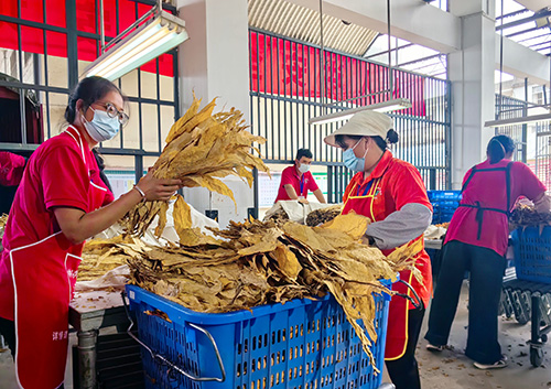 烤煙收購平穩(wěn)有序.jpg 烤煙收購平穩(wěn)有序.jpg