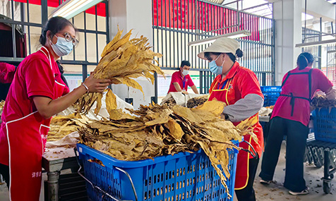 峨山：烤煙收購(gòu)平穩(wěn)有序