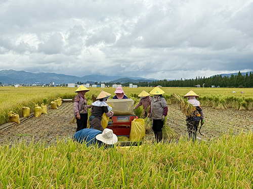 六一社區(qū)：稻花香里說豐年 生態(tài)輪作譜新篇.jpg